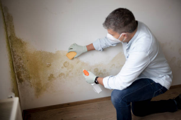 Best Biohazard Mold Removal  in Southside, AR
