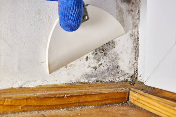 Best HVAC Mold Inspection and Cleaning  in Southside, AR